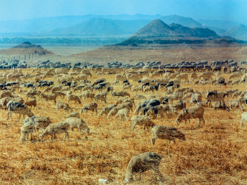 Analogue dreamscapes